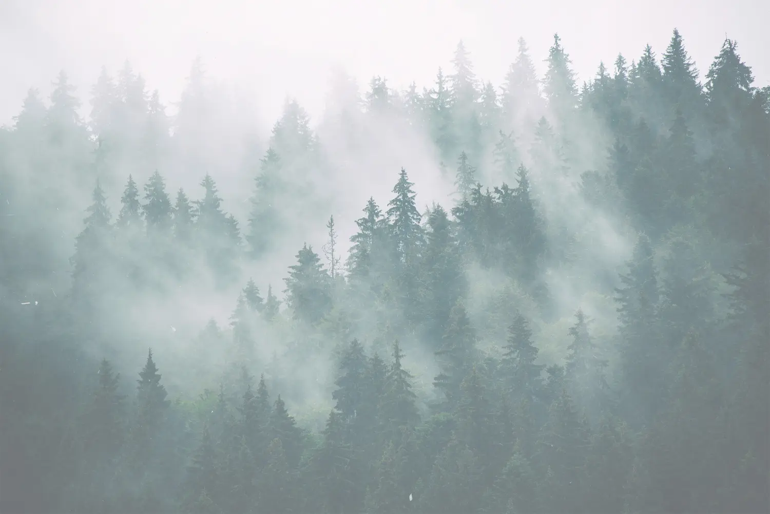 Misty landscape with fir forest in hipster vintage retro style
